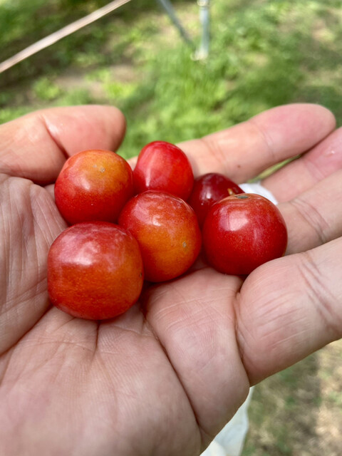 上山観光フルーツ園・山形チェリーランド（カミノヤマカンコウフルーツエン・ヤマガタチェリーランド） - かみのやま温泉（その他）の写真