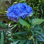 うかい竹亭 - まだお庭の紫陽花が萎れずに元気