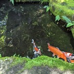うかい竹亭 - 池の鯉