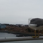 ｳﾐﾈｺも千陽を...