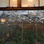 Dondoko - 桜咲く