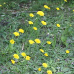 エグ・ヴィヴ - タンポポ