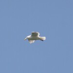 エグ・ヴィヴ - カモメ