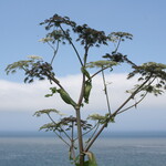 エグ・ヴィヴ - 海