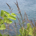 エグ・ヴィヴ - 海