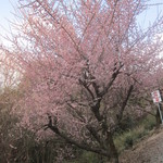 ベニット - 世界の梅公園①