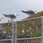 大野屋食堂 - うにねこ３羽