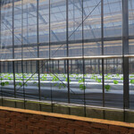 FARM PATISSERIE LE FUKASAKU - 隣ではメロン栽培