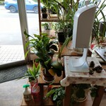 カフェ・アカリ - 入り口の鉢植え