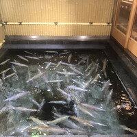 博多料亭 稚加榮 - 呼子のイカ生け簀