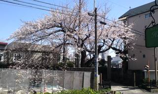 ハーモニー - 本日　３月２１日の　お向かいさんの桜　もう殆ど満開!!