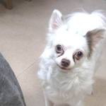 保護犬カフェ 天神橋店 Hogoken Cafe 扇町 カフェ 喫茶 その他 食べログ