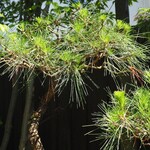 萬屋本店レストラン - 器の絵柄になっている松