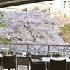 スラッシュカフェ - 内観写真:春にはテラス席からは目の前に桜が広がる