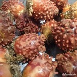 カーサ・デル・チーボ - 厳選素材 海鞘