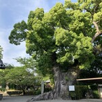 Kannonyama Furu-Tsupa-Ra- - 樹齢1300年のクスノキ。見上げれば、元気降り注いてくる感じ。