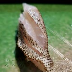 てっちゃん寿司 - イサキのポテンシャル。