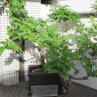 近松 - 店前の夏藤