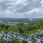 アンティカ トラットリア イナバ - 紫陽花がキレイ！でした