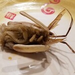 回転寿し トリトン - 寝かしても、グロっぽい。