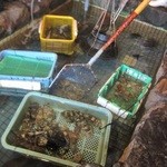 伊豫水軍 - 生簀