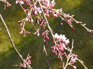 Hitotema kicchin kokochi - 夙川の桜。間もなく満開へ！