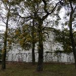 パサージュ 琴海 - 入口のミモザの木