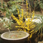 まな板の上の旬　ぽぽぽん - お庭