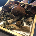 プレゼンテ スギ - アカヤマドリダケ