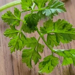 アン・シャルロット - これはチャービル????