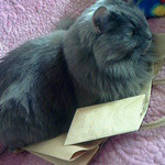 焼き菓子しょかん - お店の袋に座り込むモーちゃん２