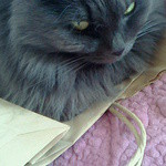 焼き菓子しょかん - お店の袋に座り込むモーちゃん３…「なんか文句あって！」