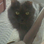 焼き菓子しょかん - ガトーショコラを見つめるモーちゃん「しょれ、にゃに？おいちしょ～！」