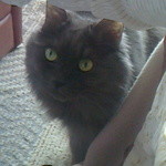 焼き菓子しょかん - ガトーショコラを見つめるモーちゃん２「あっ、パパ食べた～！」