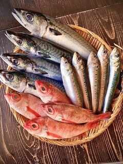 Isohachi - 毎日仕入れる採れたて鮮魚！！！！