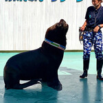 Toumou Rakunou Rokujuu Sando - 可愛い大型犬の様で撫ぜ撫ぜさせてくれます