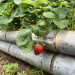 一夜城 ヨロイヅカ・ファーム - 