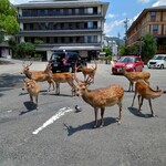 衣掛茶屋 - シカしゃん渋滞中…