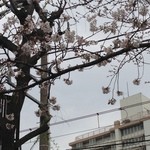 尾花 - 庭の桜　2