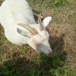 シェーブル - 山羊さん