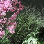 よーかんちゃん - 近所の紅白桜（'13/3）