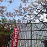 店先の桜が綺麗です