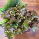 韓国料理 チキン＆サムギョプサル COCOYA - サムギョプサル（1280円）×2　サンチュ