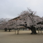 Jikaseimen Nanashi - 『 真鍋の桜 』は校庭のﾄﾞ真ん中に！