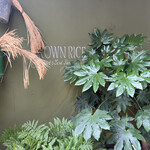 BROWN RICE Tokyo Omotesando - 