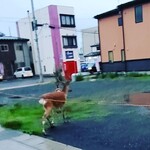 Sanriku Izakaya Isaribi - 近くに鹿が出没