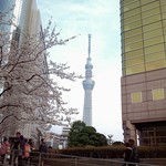 隅田公園の桜が、満開。2013.3.24