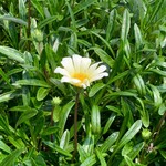 レストランRyu - 