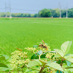 レストランRyu - 