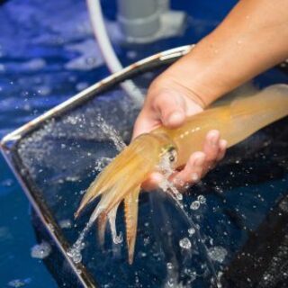 【新鮮魚介】博多の海鮮は萬漁箱にお任せください